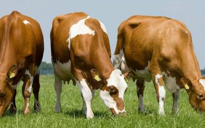 Potpora za kupovinu steonih junica kombiniranih i/ili mliječnih pasmina goveda