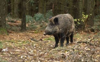 Mjere za sprečavanje šteta od divljači na području Karlovačke županije za lovnu 2022/2023. godinu