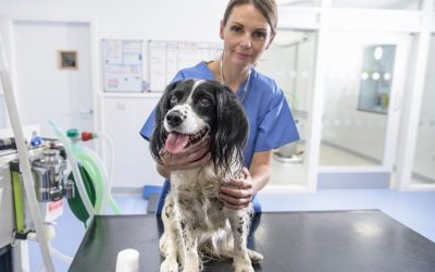 Javni poziv i obrazac za sufinanciranje sterilizacije pasa